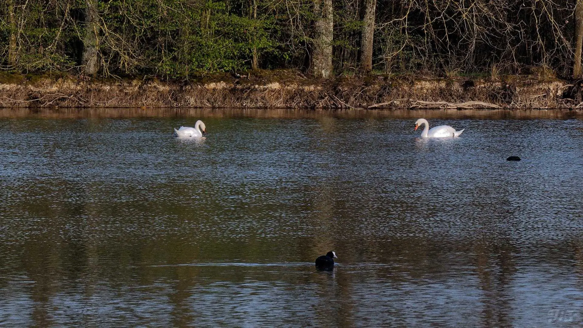 Etang du domaine