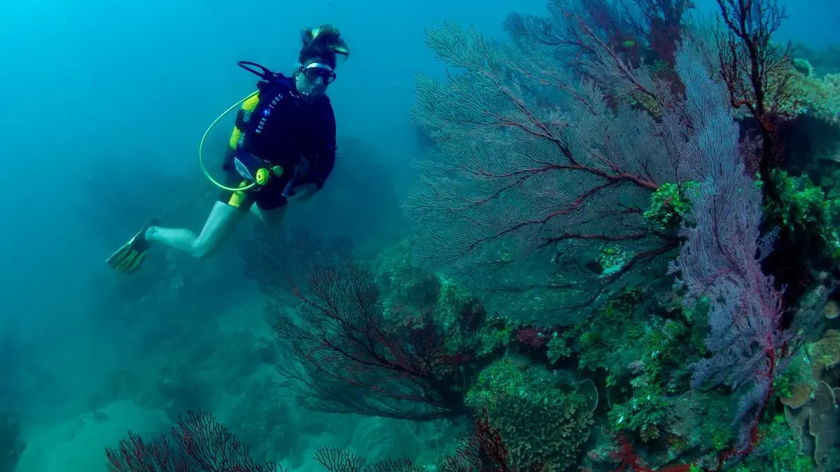 plongée, faune, flore sous marine, corail, lagon, Hienghène, Babou côté océan