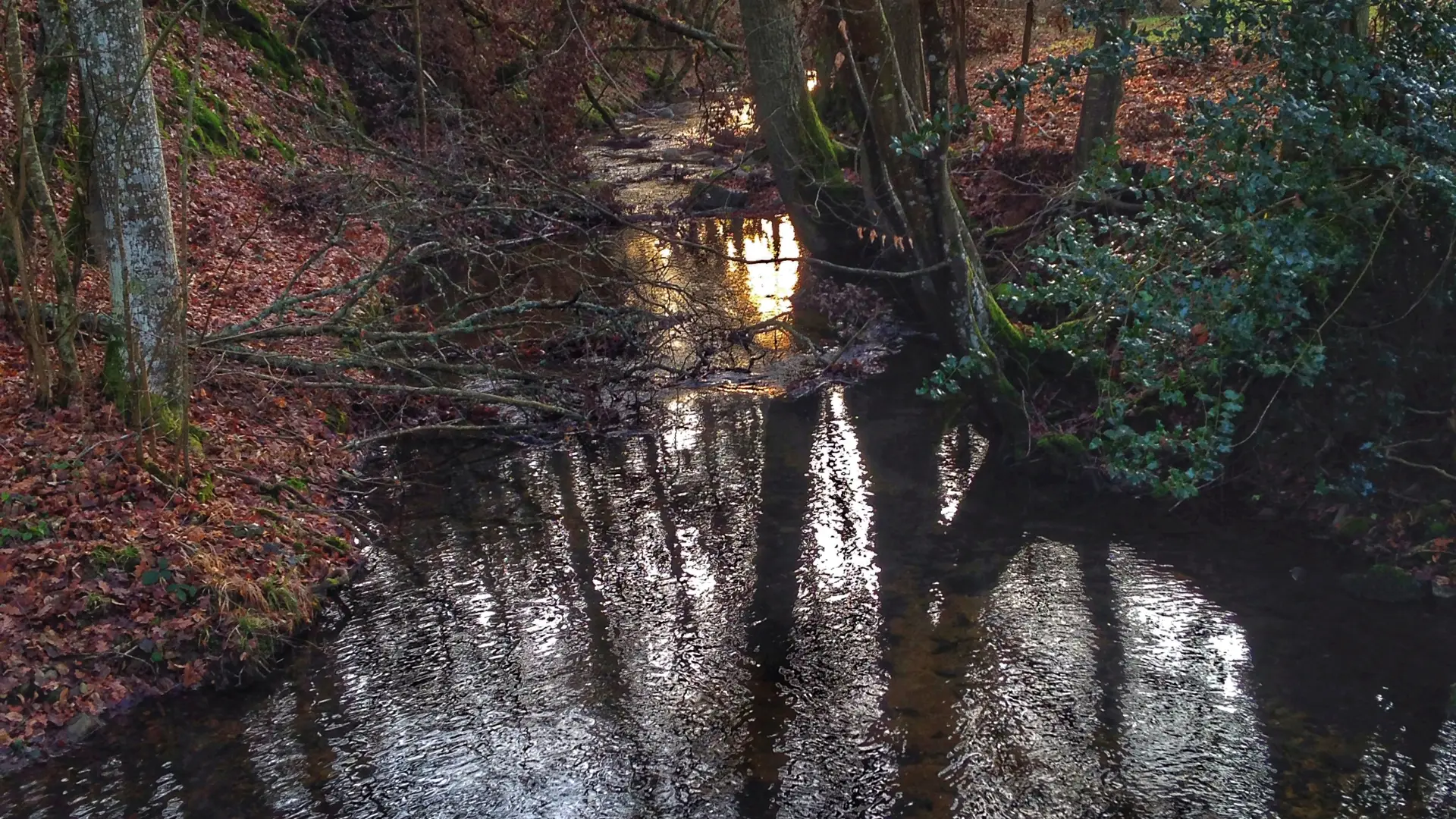 Ruisseau dans un bois