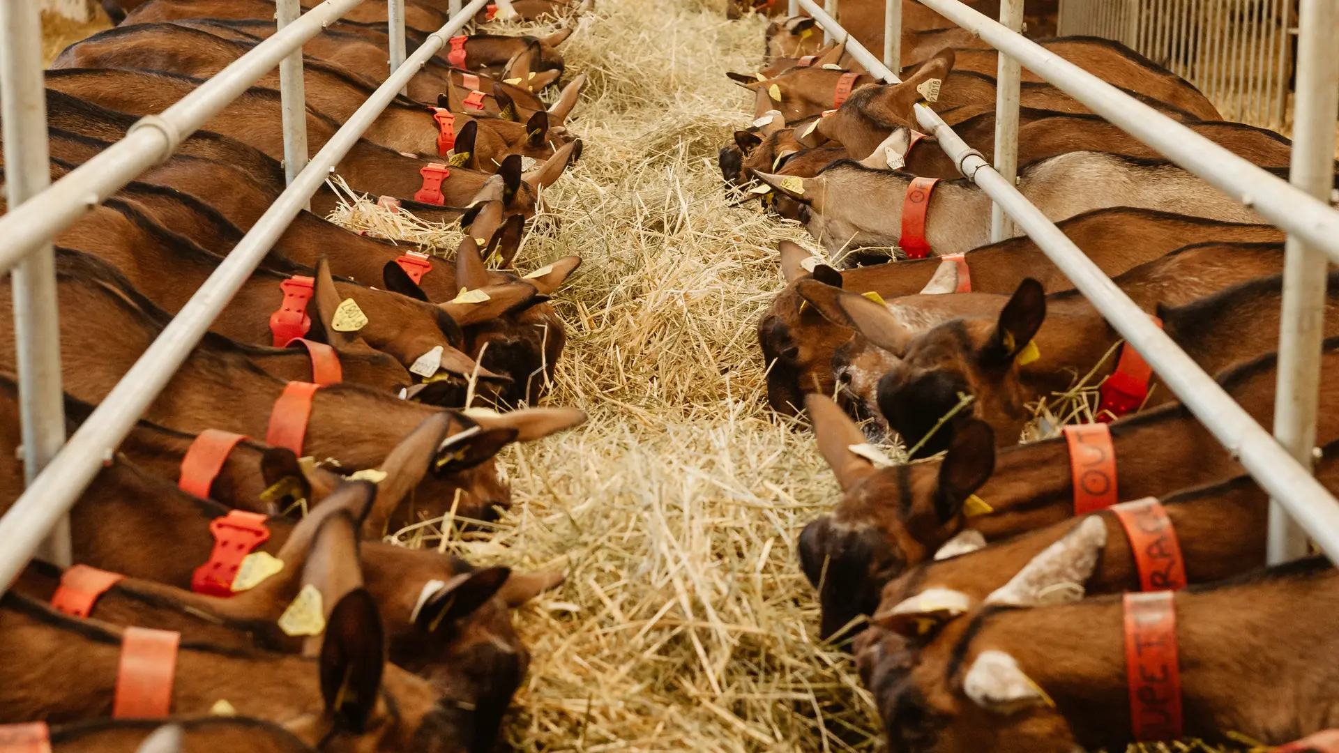 La chèvrerie de la Font Sancte_Vars