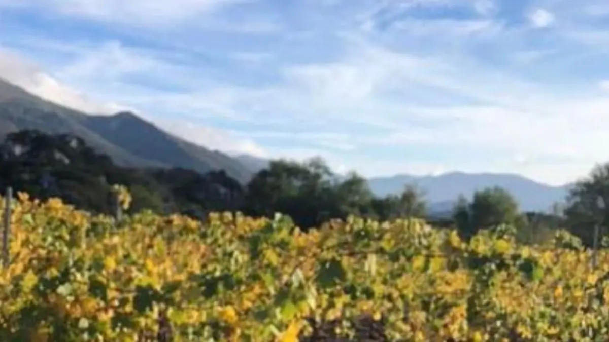 Au Clair de la Vigne Côté Caves Bandol