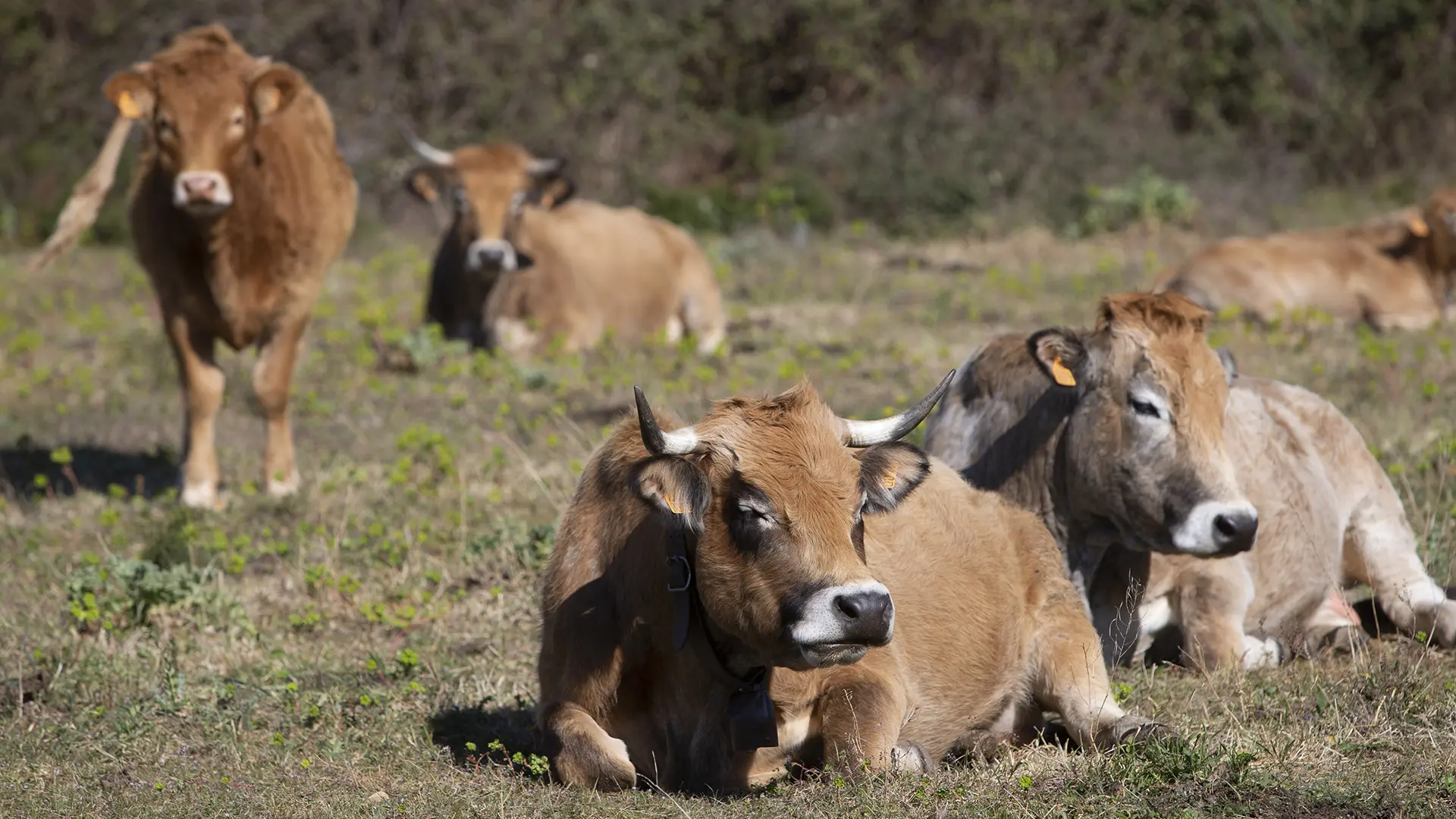 Mas des Pins, Agriculteur Lescot