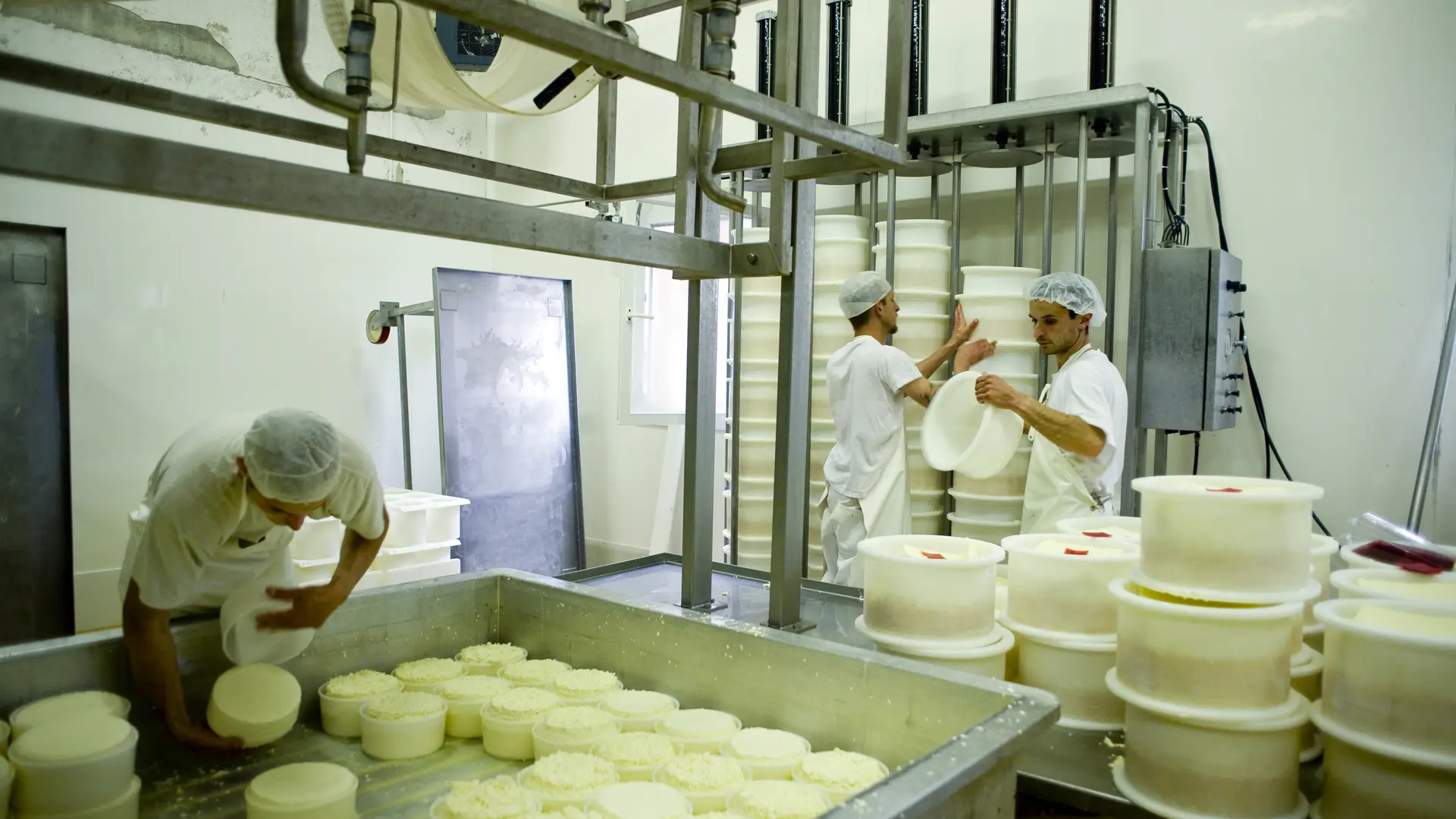 Les employés en pleine fabrication du fromage