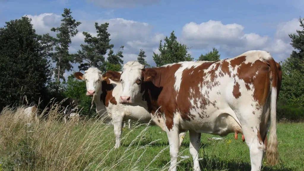 Les vaches de la ferme des Genêts