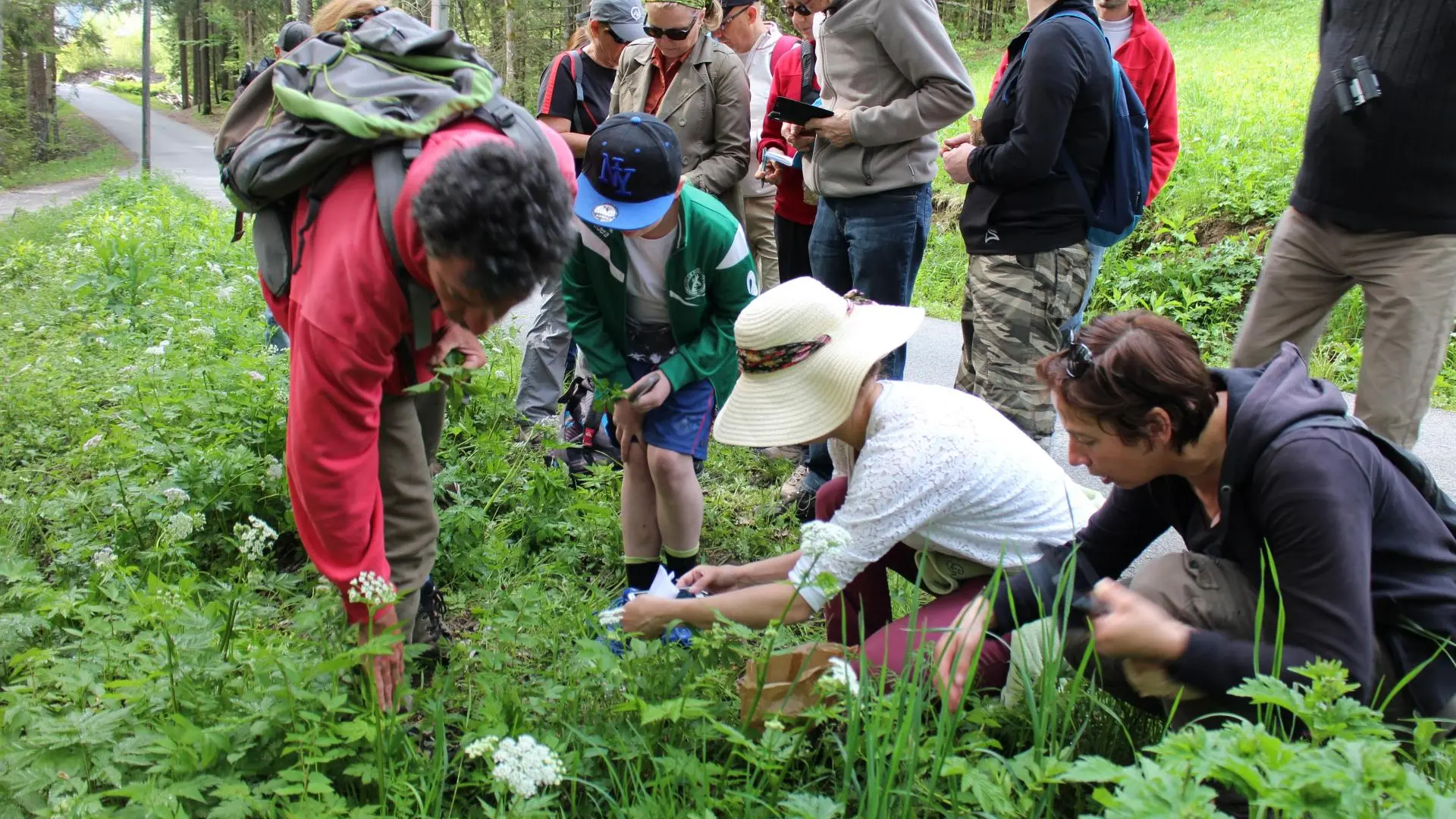 Sortie découverte des plantes comestibles