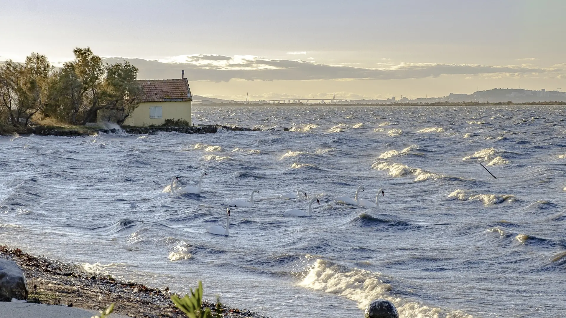 Berges de l'étang de Bolmon