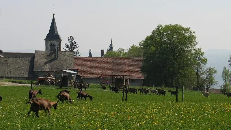 Chèvrerie de la Forêt