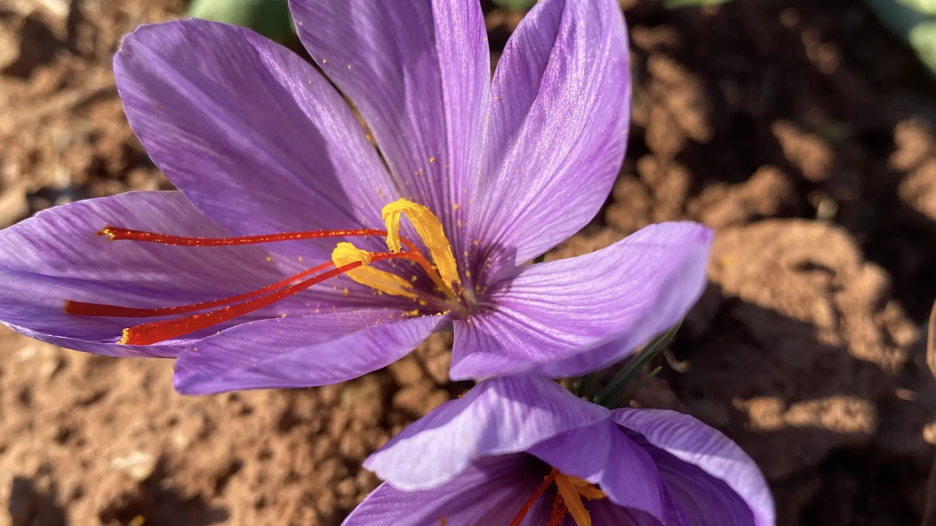 Domaine des Hyades production de safran à Cuers