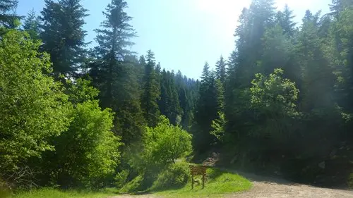 La Fracha, forêt essentiellement constituée de sapins et de quelques feuillus de taille plus modeste.