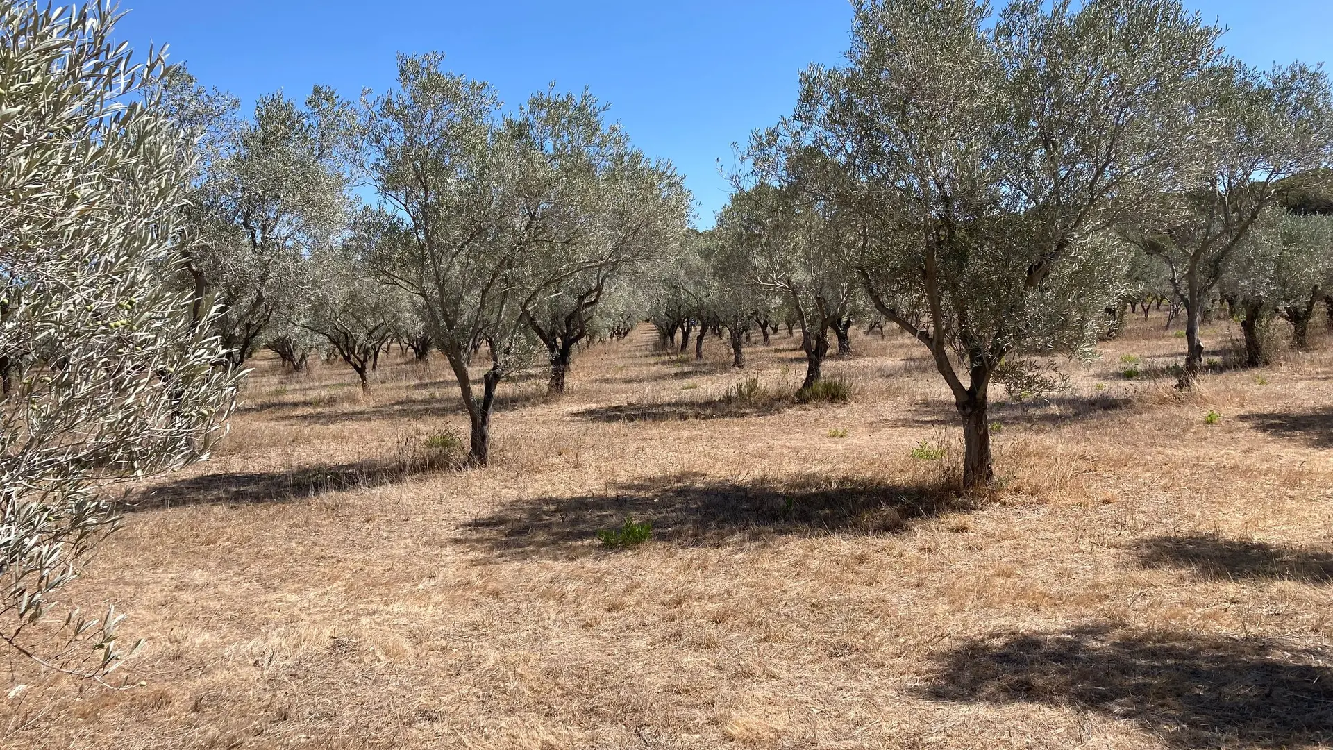 Vergers conservatoires