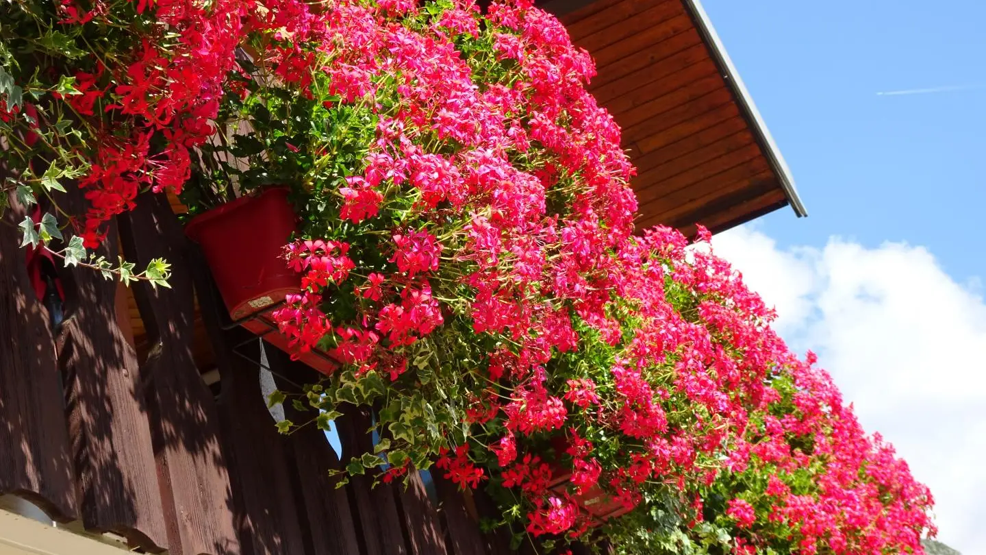 balcon fleuri