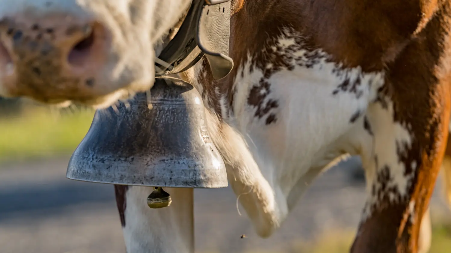 Vache