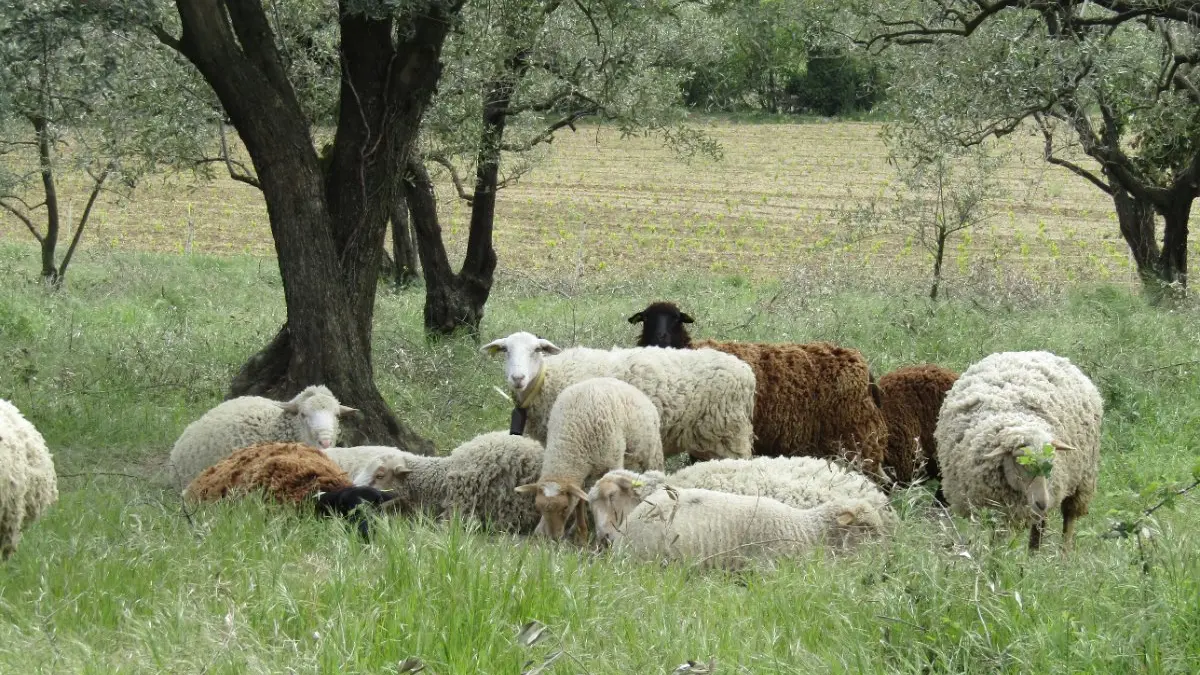 Nos brebis dans les oliveraies