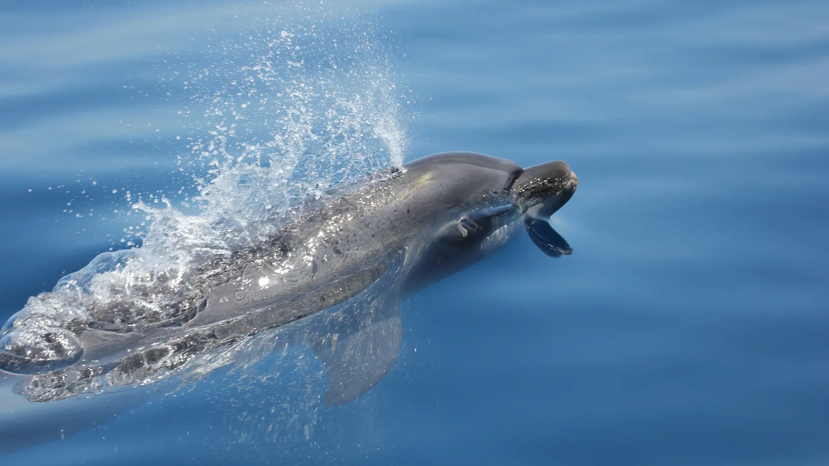 A la rencontre des dauphins et mammifère