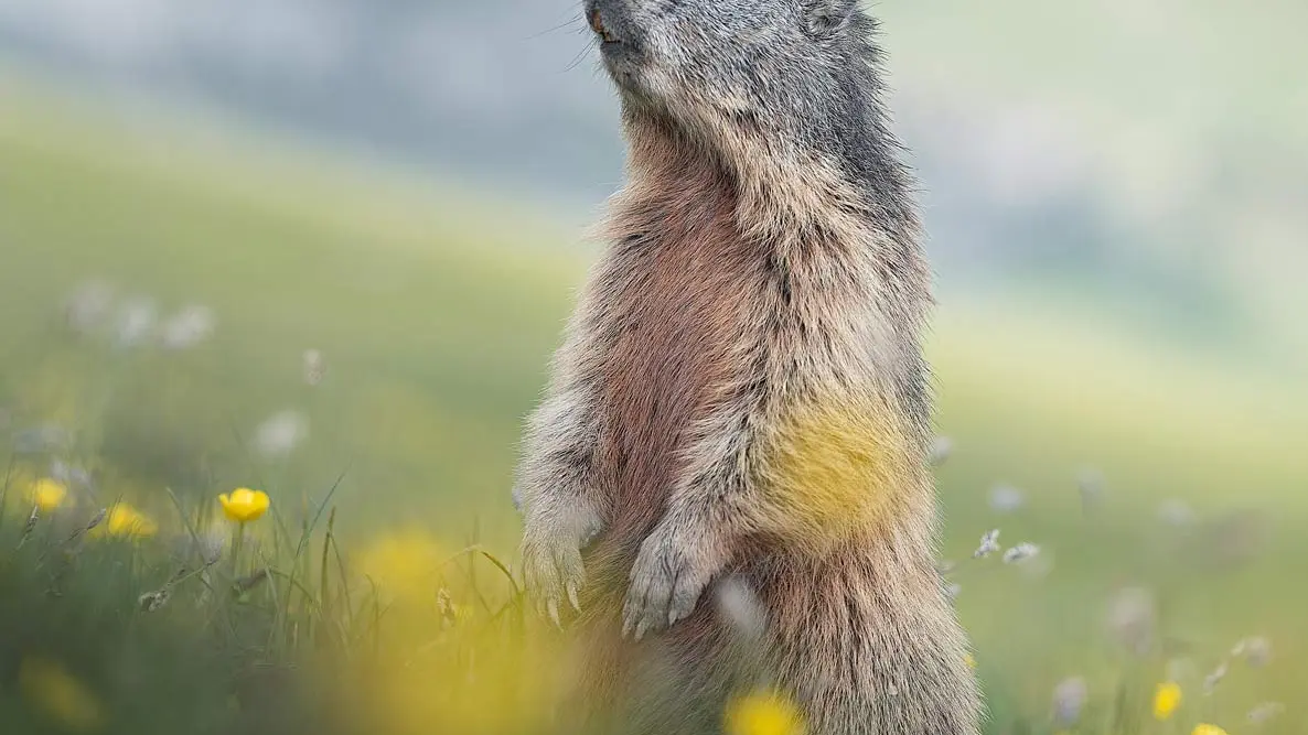 Marmotte à la cabane des Mulets