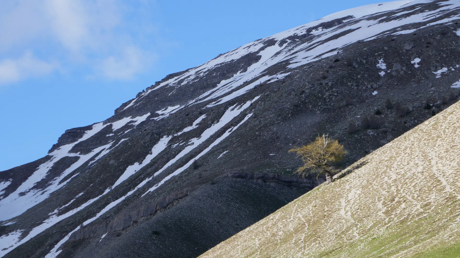 Mélèze dans la montagne