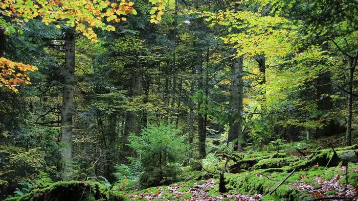 Forêt de Bécajat