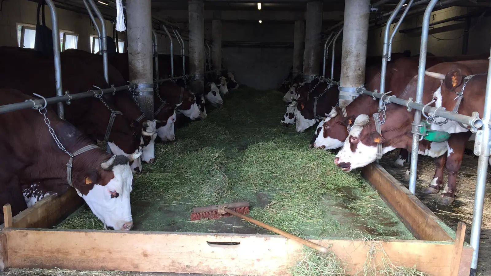 Vache