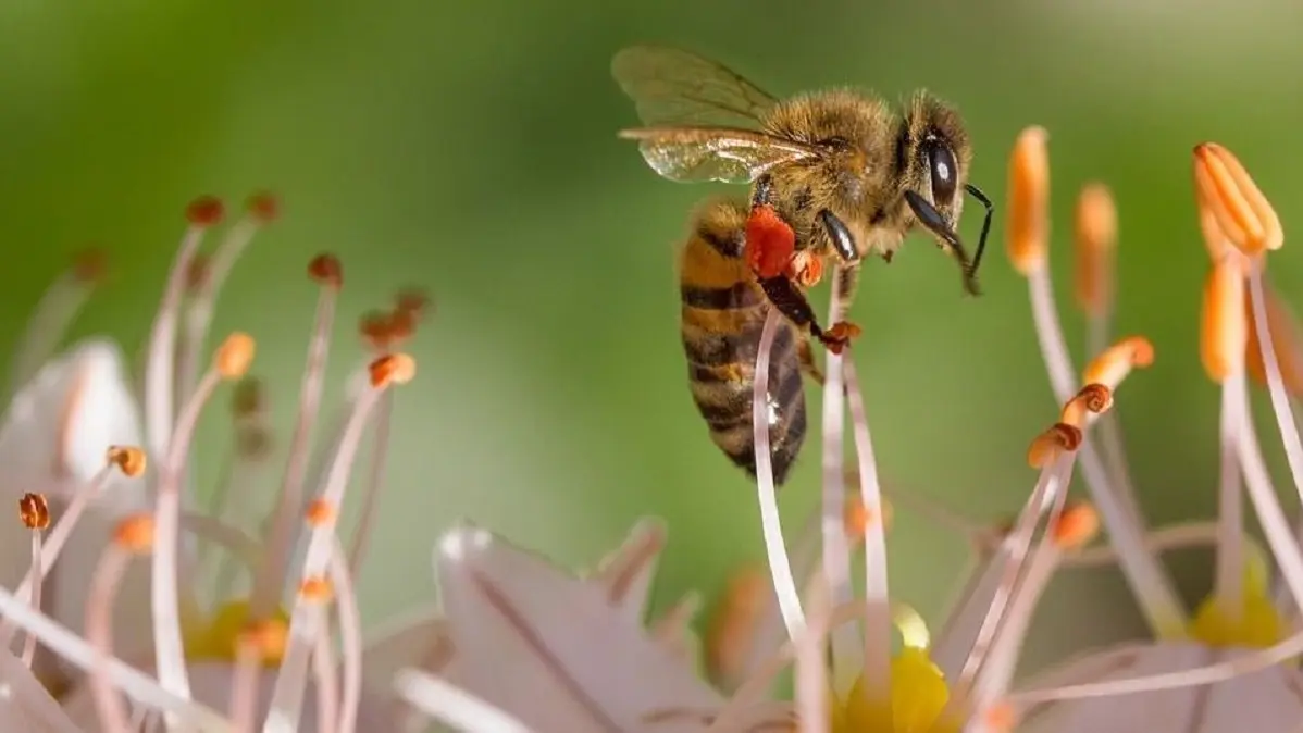 Abeille