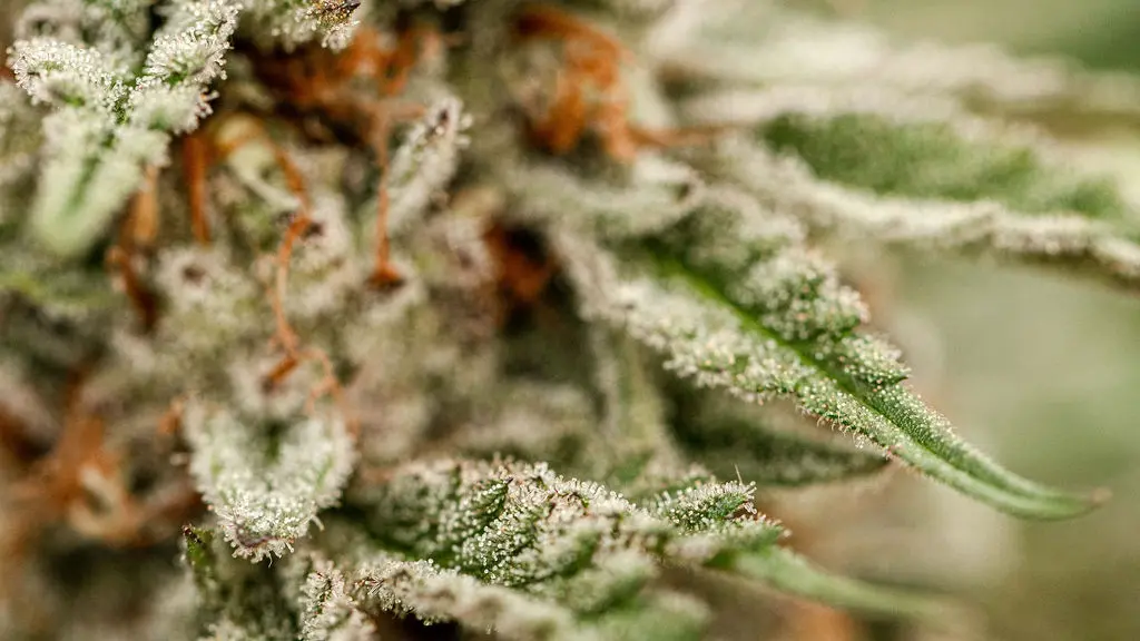 Fleurs CBD cultivée en Light Dep par Les Plantes de Tomine