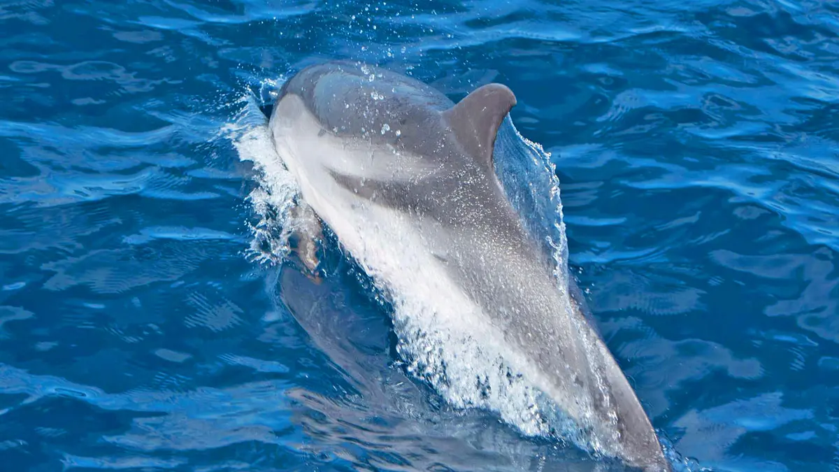 Sortie Dauphins Cétacés