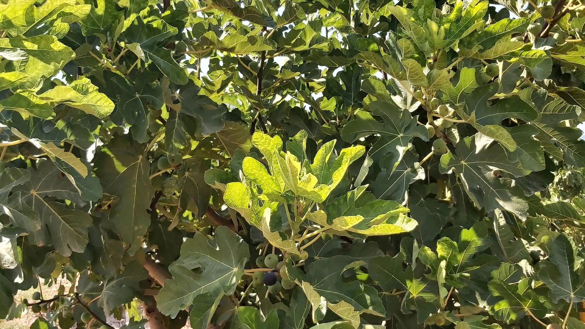 Hélène SALTETTO_Solliès-Pont