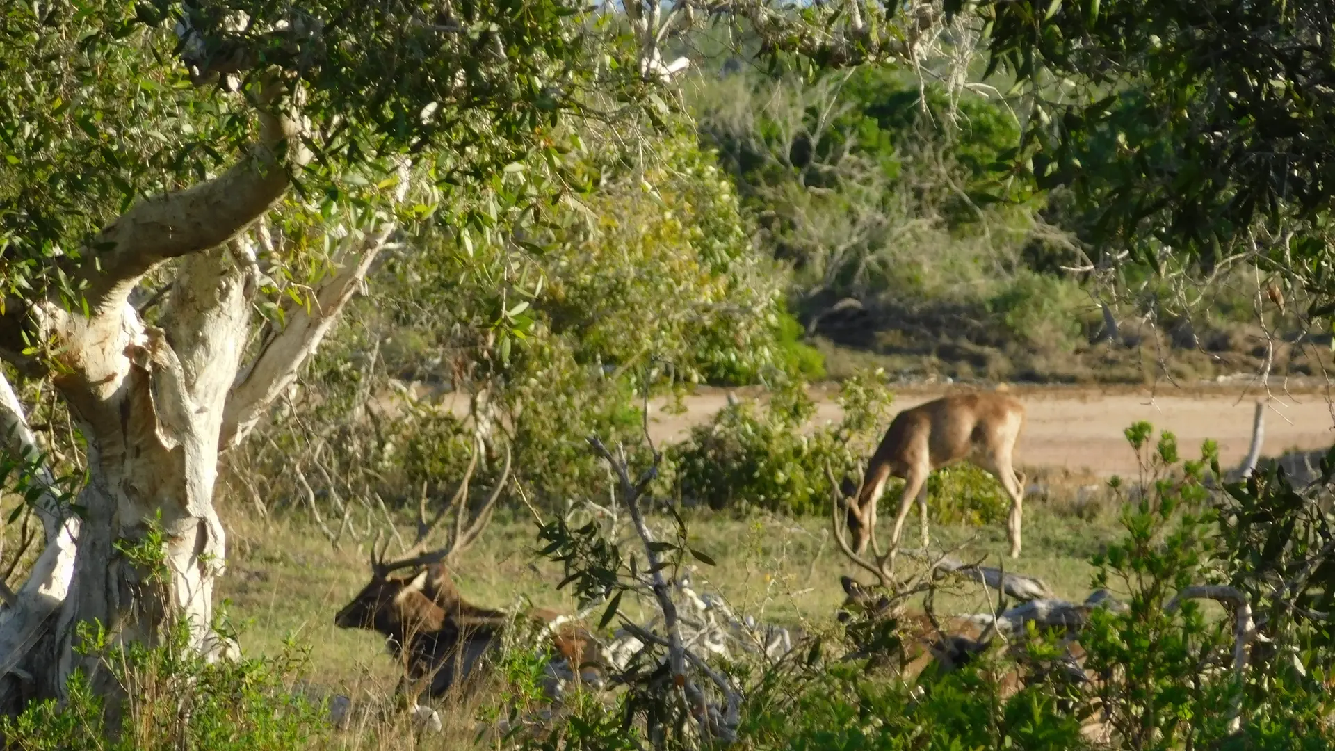 Chasse sur une propriété d'élevage - La Cotonnière