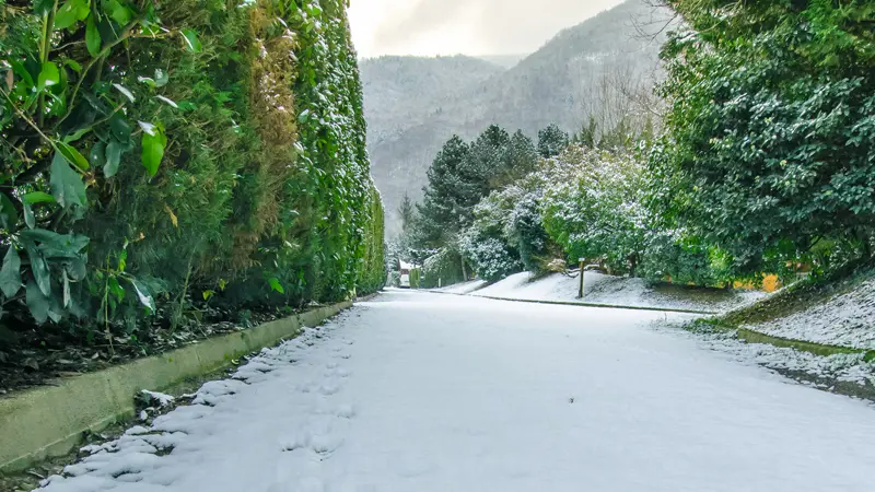 Une allée bordée d'arbustes verdoyants serpente à travers un paysage enneigé.