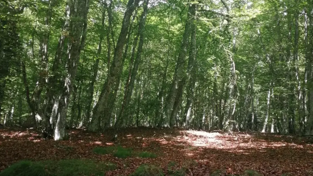 Forêts alentours