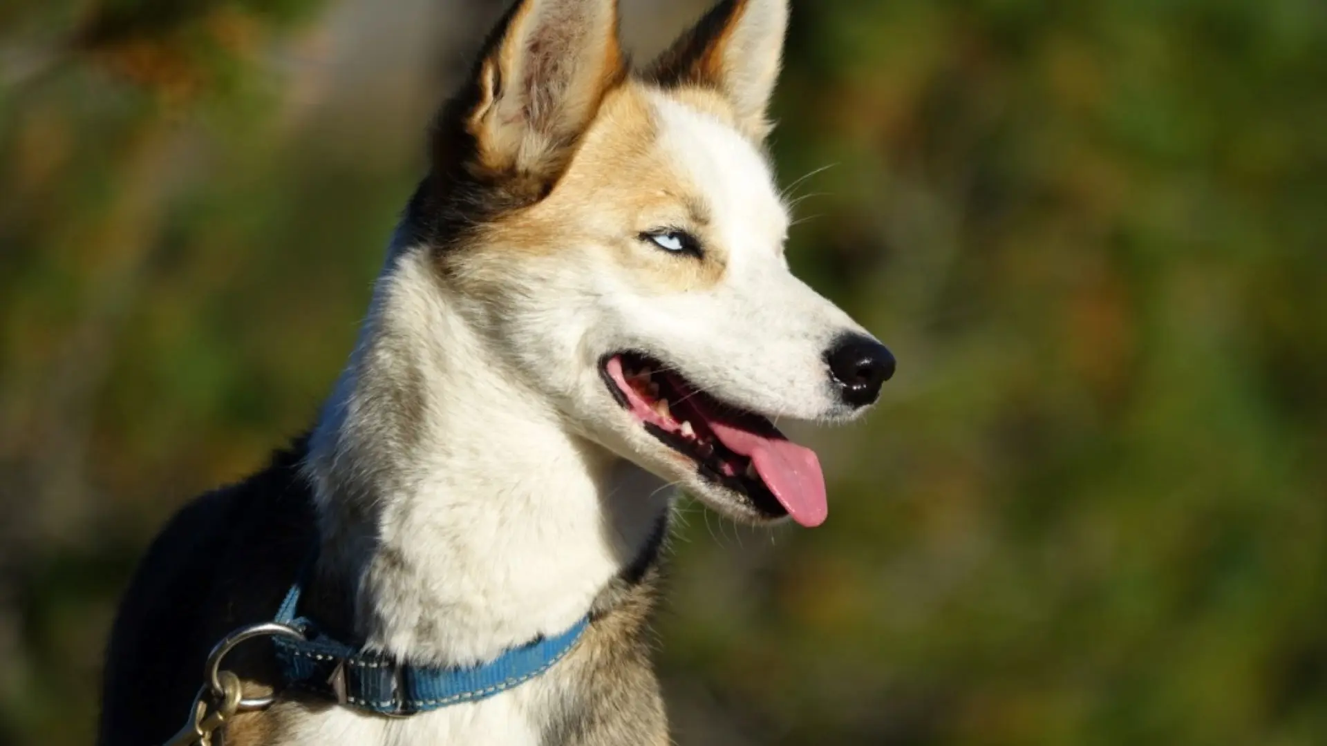 Chiens de Traineau en Clarée