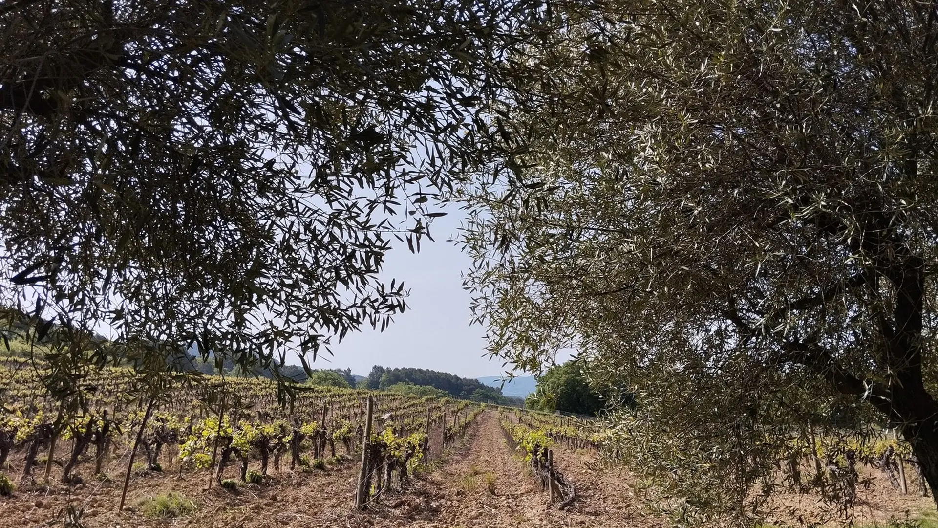 Oliviers et vignes le long du chemin