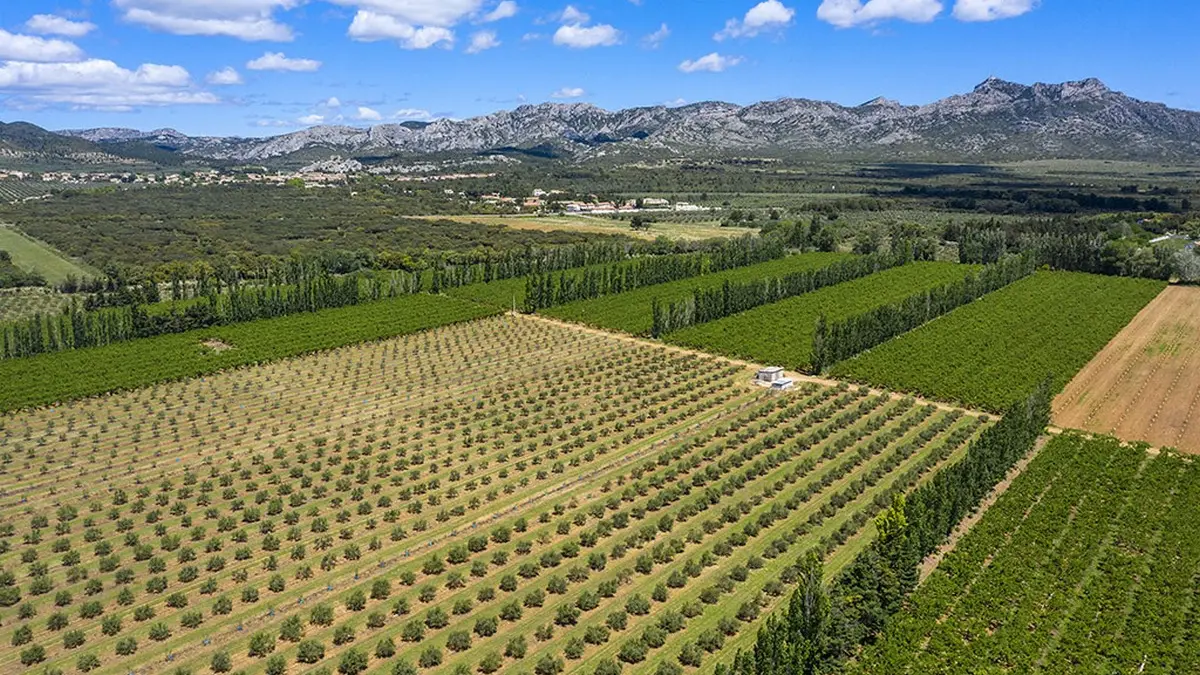 Domaine oléicole Maricera à Aureille