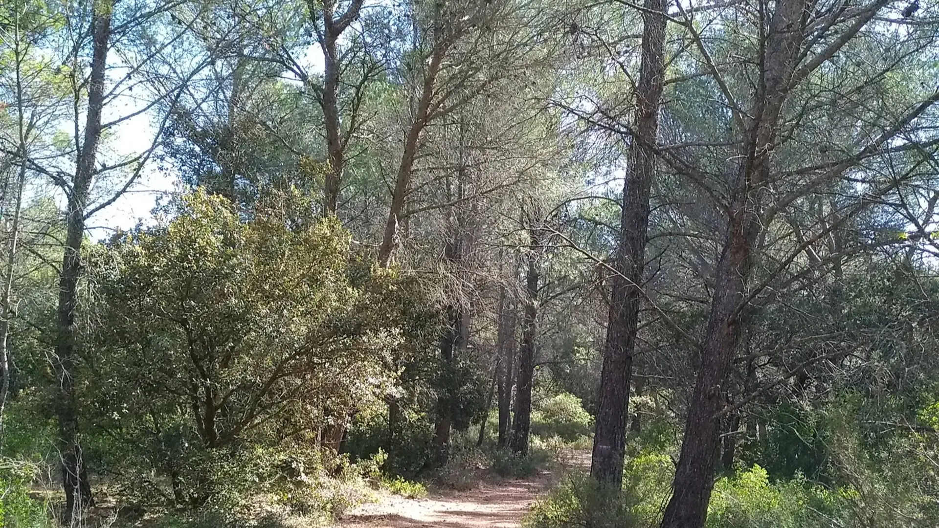 Sentier se faufilant entre les pins et la végétation avoisinante