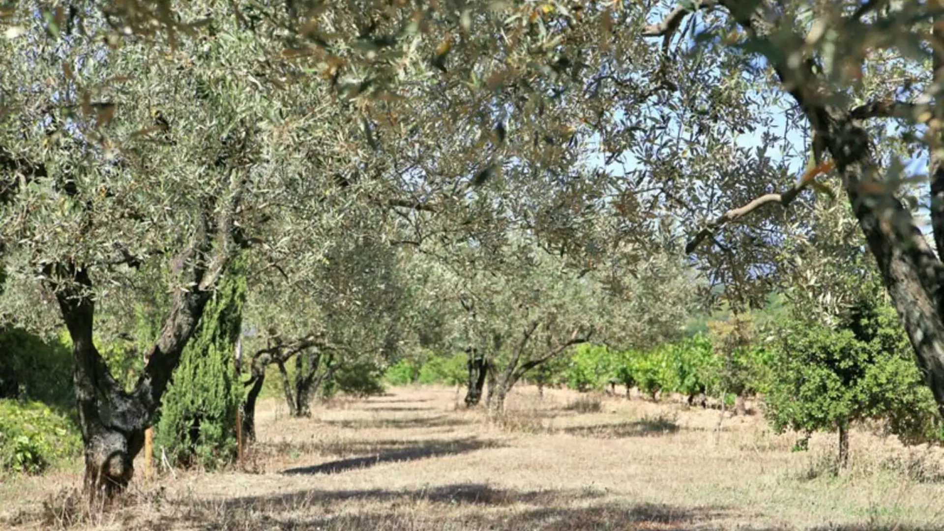 vue sur les vignes, les oliviers et la forêt