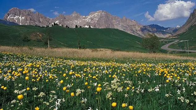 Biodiversité au sein des prairies du Lautaret_fétuques paniculées, trolles, narc