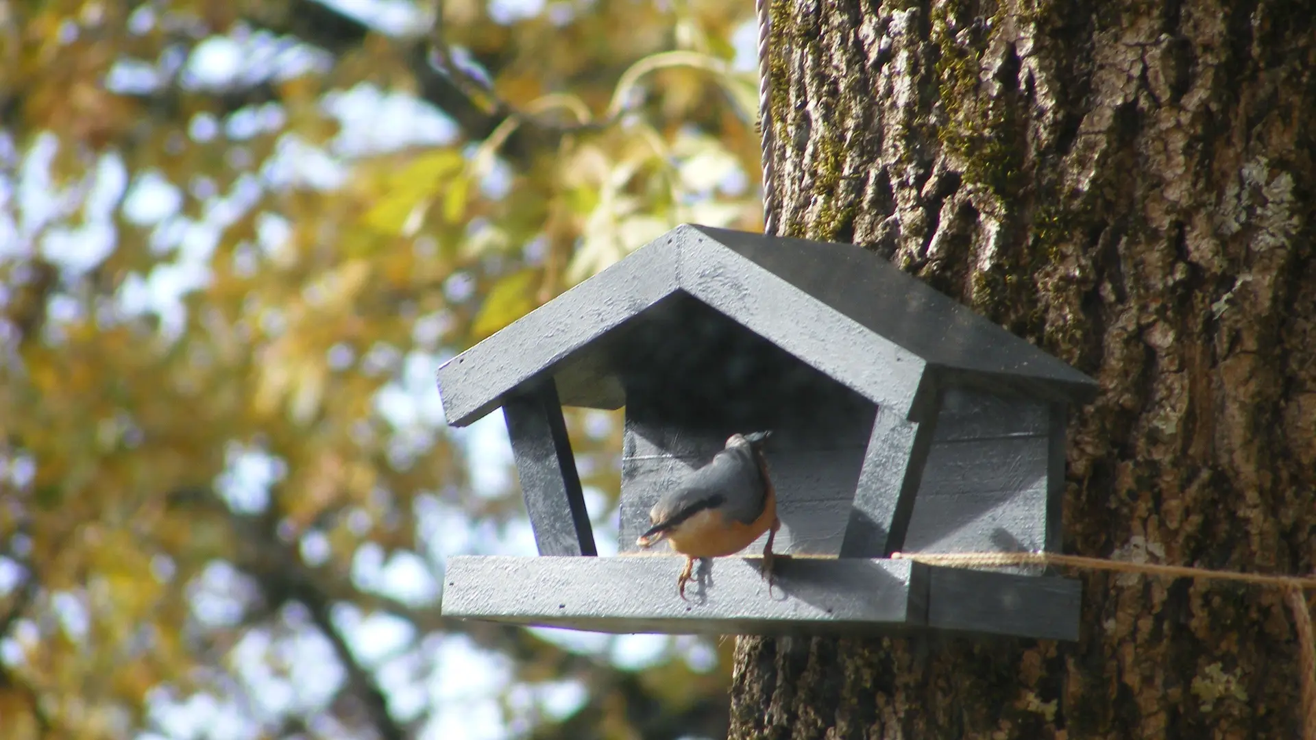 Des mangeoires très prisées à LOU PAPAGAI