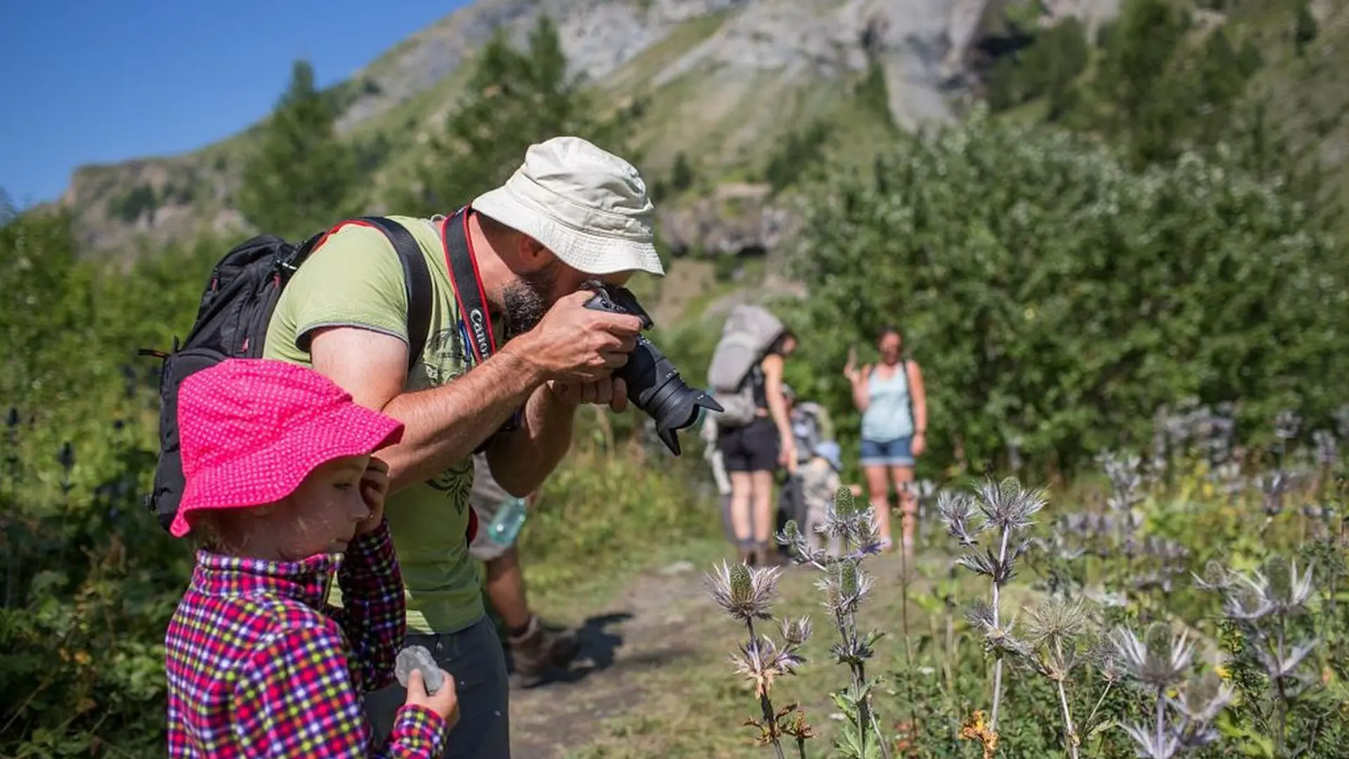 Vallon du Fournel - Chardons bleus