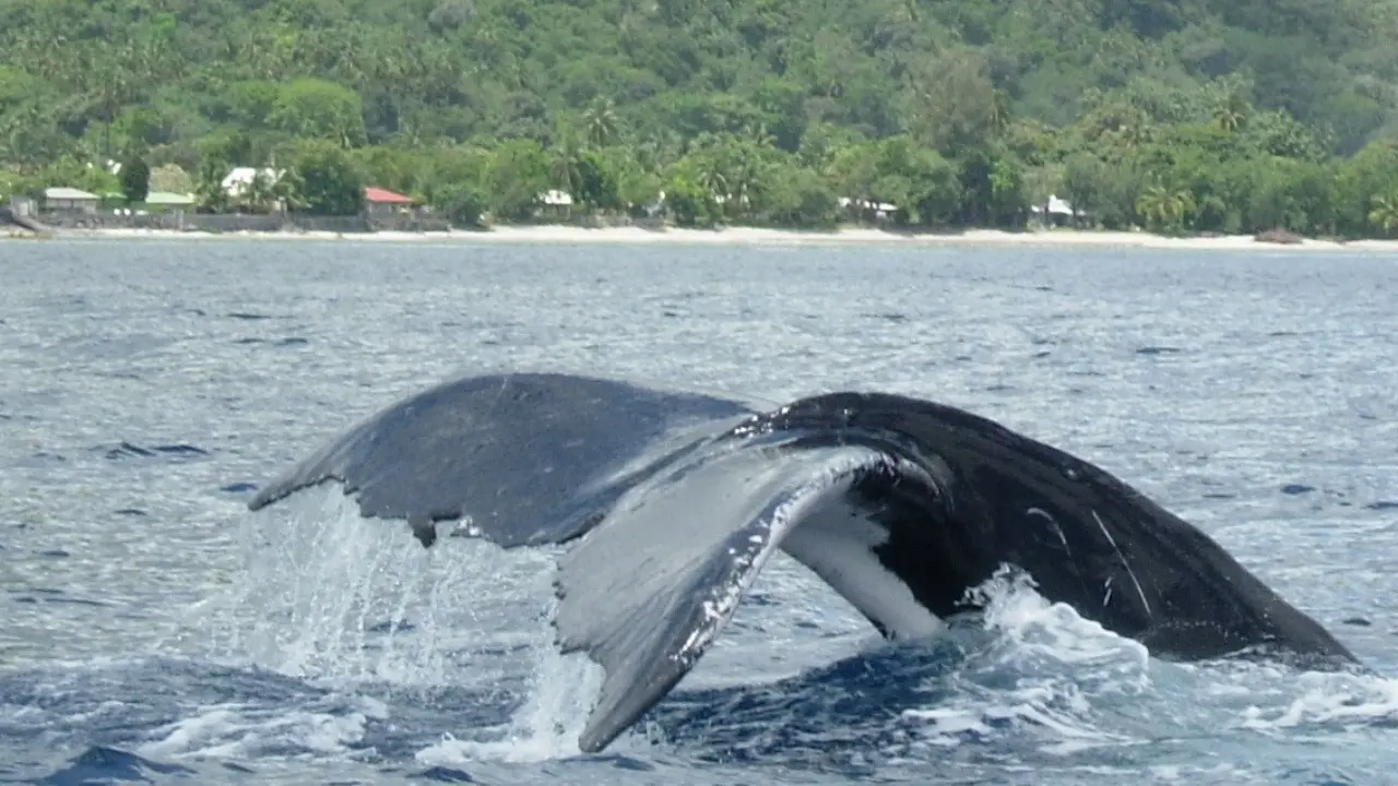 Tahiti Dream Tours