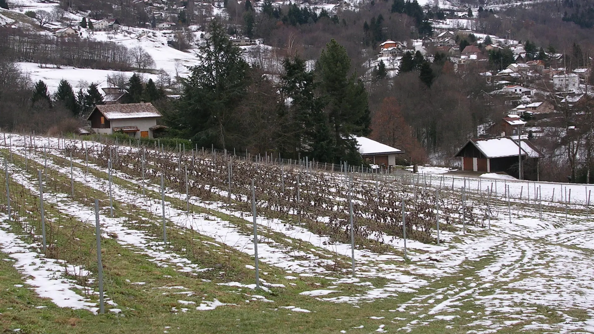 Exploitation avec des rangées d'arbustes fruitiers en hiver avec de la neige.