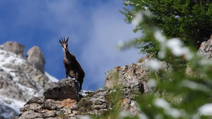 La grande faune du Mercantour