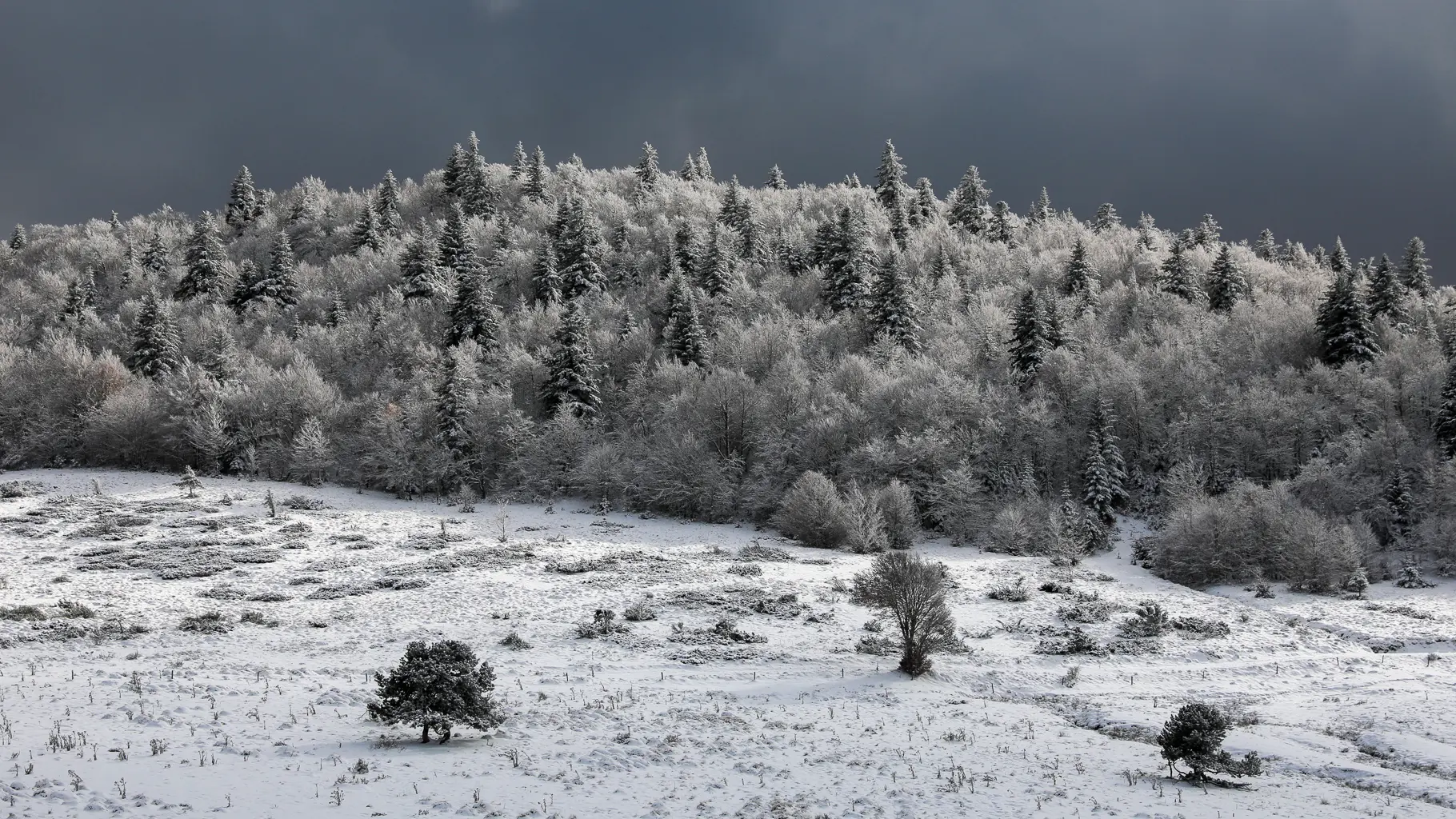 Forêt du Chioula