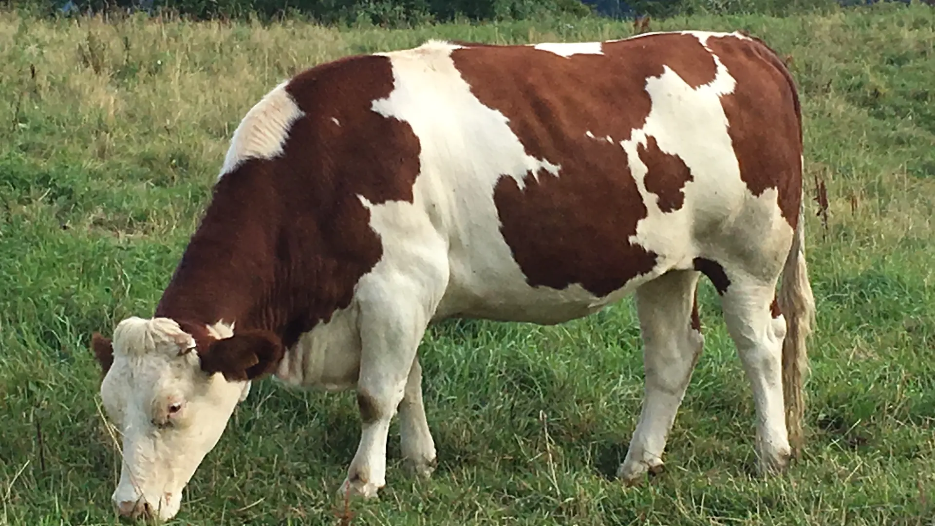 gaec_combasserob_villard