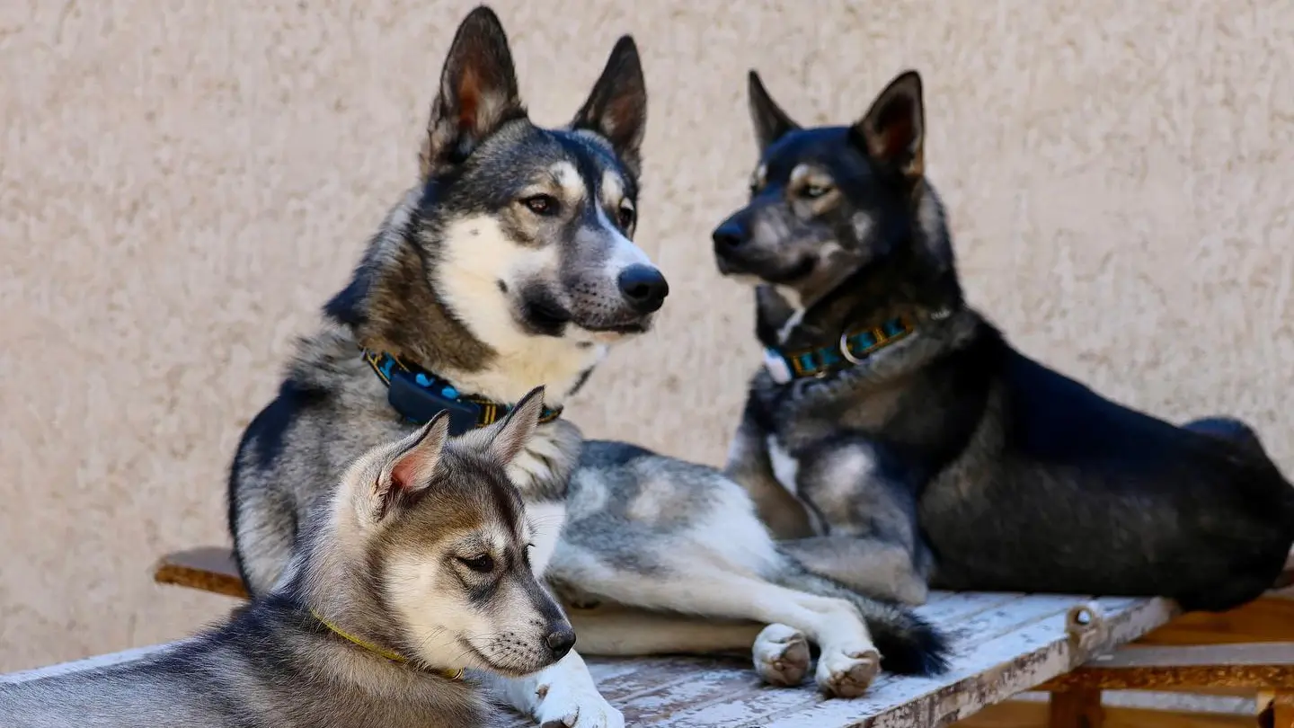 Husky de Sibérie