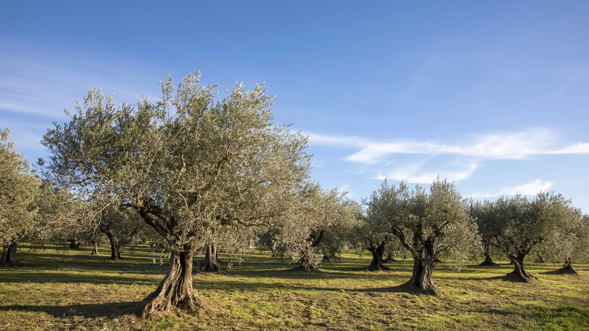 Le sentier découverte du chemin des Oliviers ©Thibaut VERGOZ
