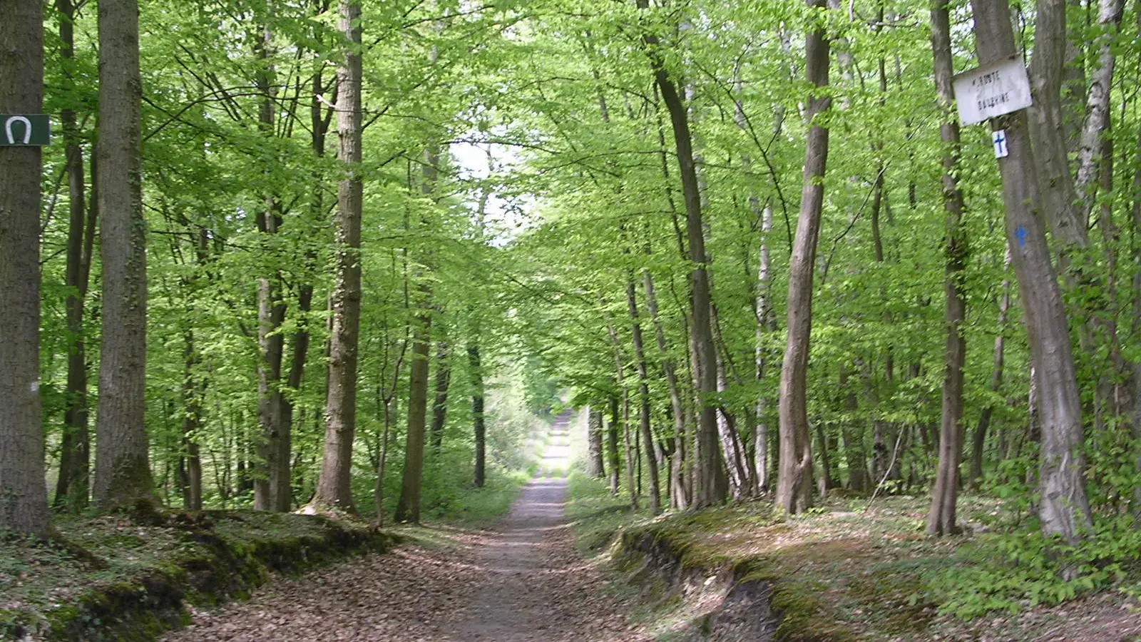 Forêt domaniale de Saint Germain