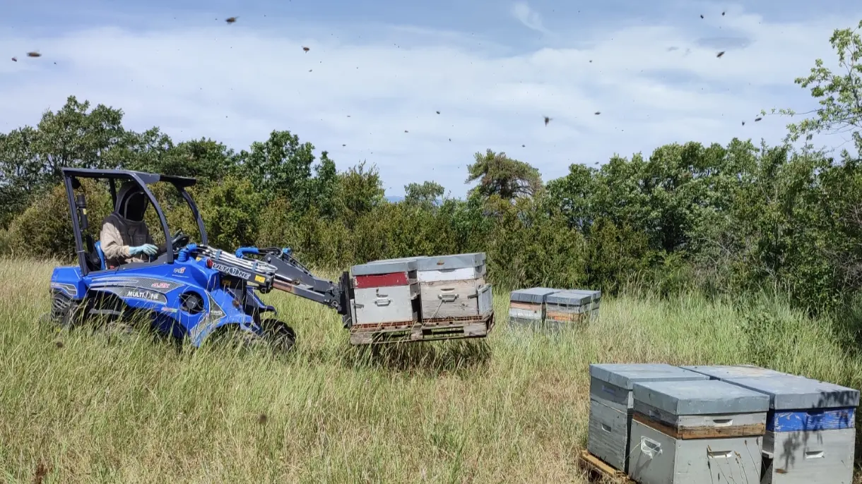Transhumance des ruches