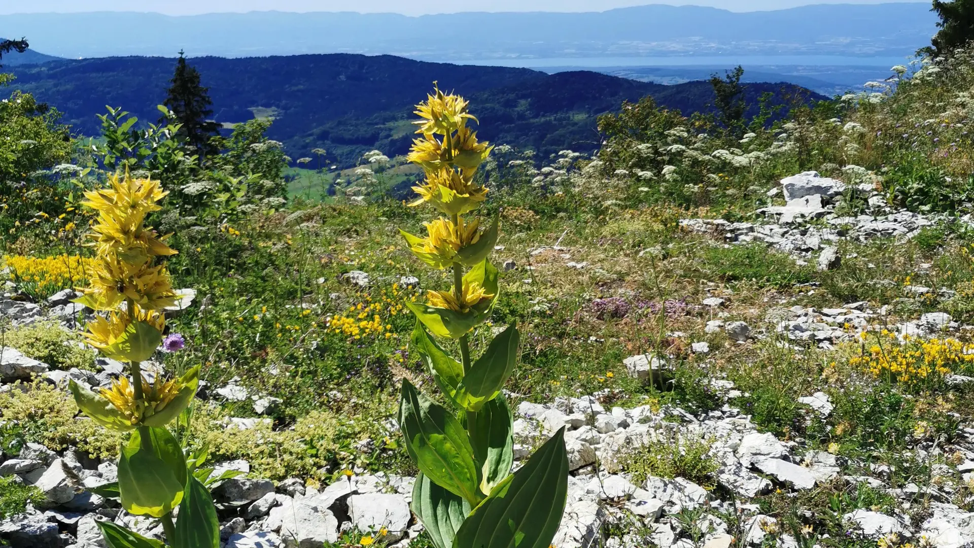 gentianes jaunes au sommet des crêtes avec vue sur le Léman et Habère-Poche