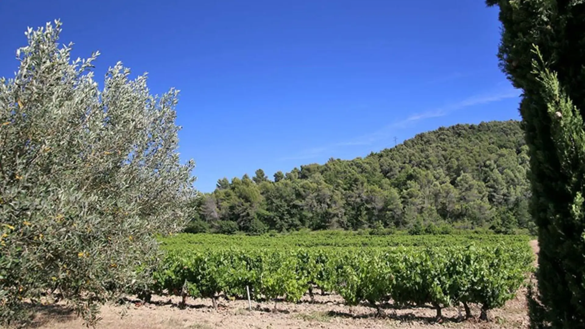 vue sur les vignes, les oliviers et la forêt