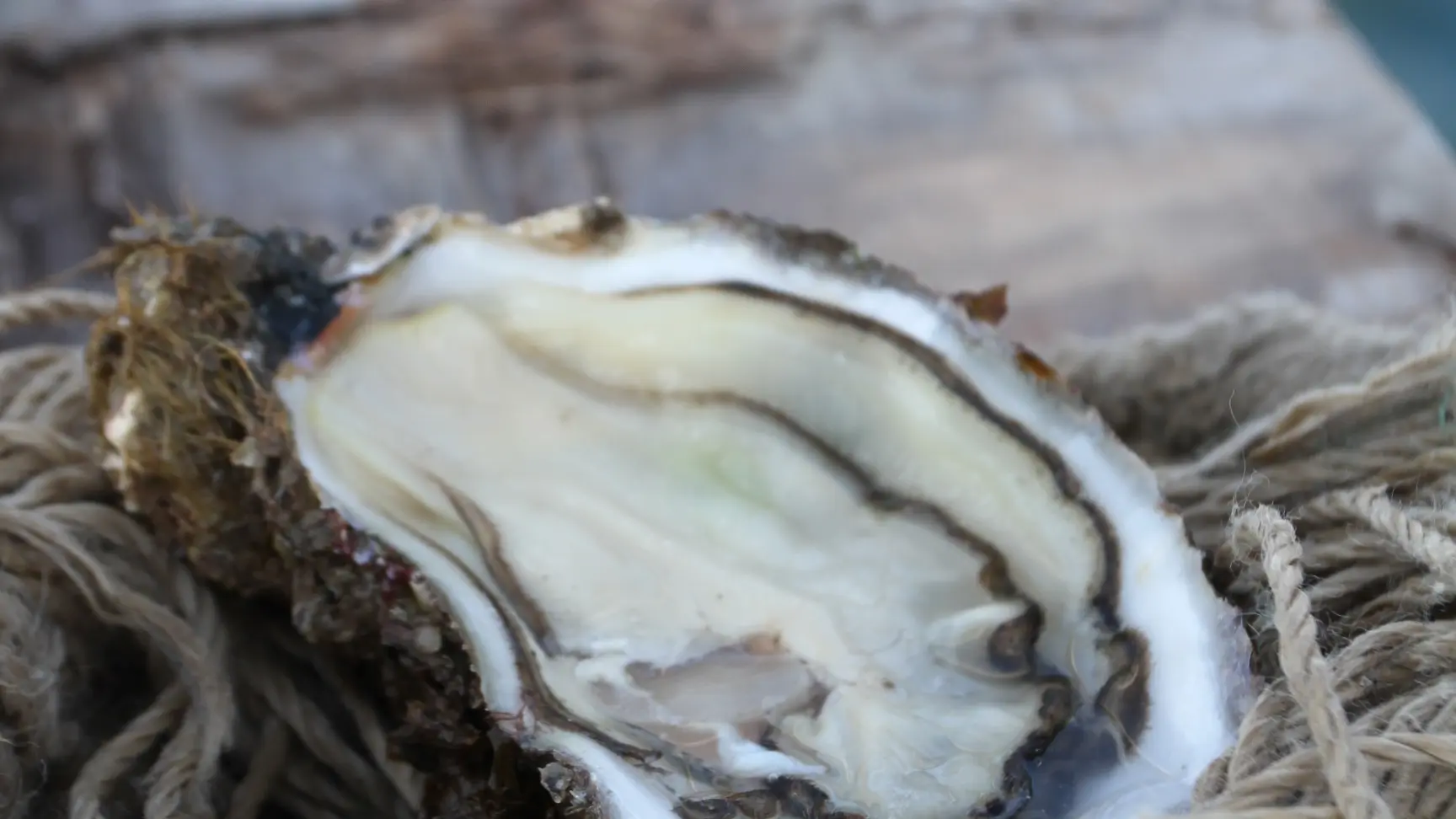 Huître Spéciale Giol