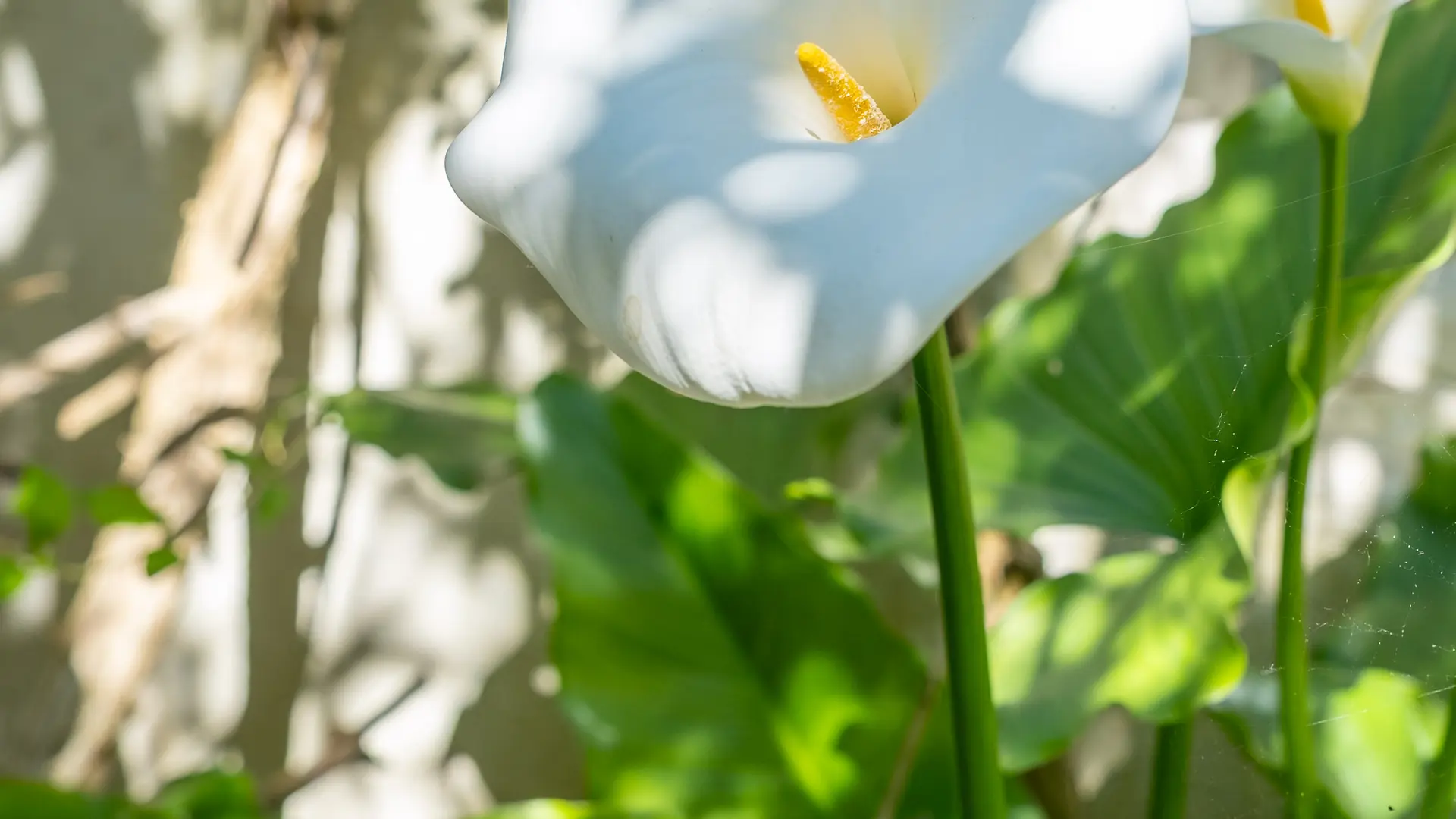 fleur